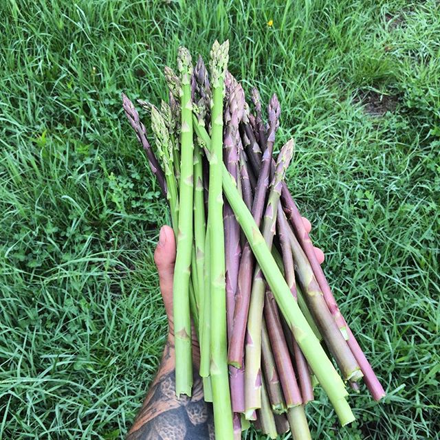 #demspearsdoe #asparagus #organicaf