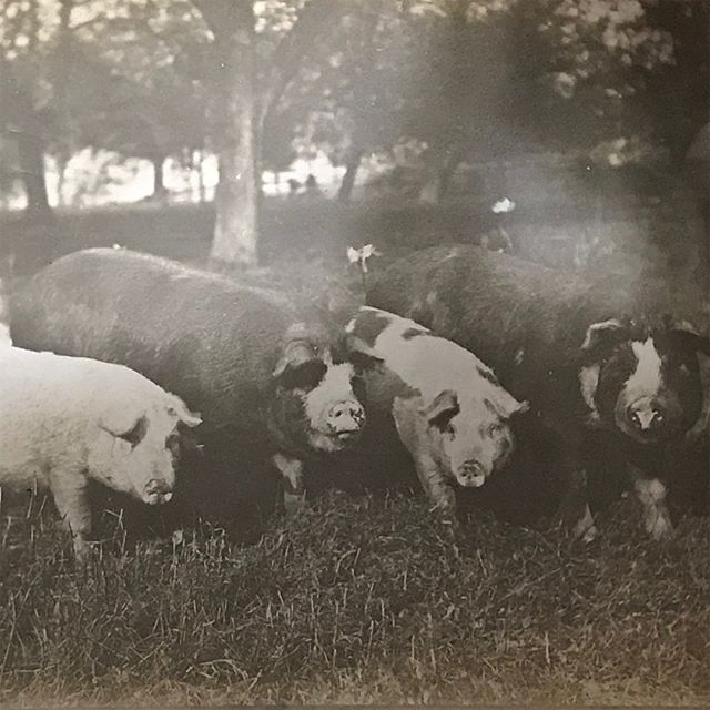 My mom went through some old photos
Picture one is my great, great uncle Charlie&rsquo;s pigs ON PASTURE!
Picture two is my Grandpa Wagner
Picture three top left row is great Grandpa  Kristophel
@feelgoodfarms pretty sure first two pictures were take