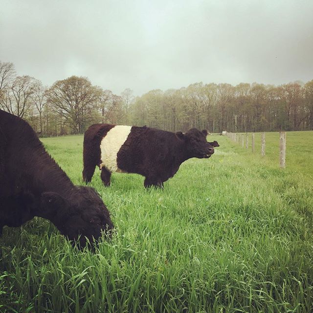 Fresh paddock Monday&rsquo;s
#gfb #beltedgalloways #cowcalf #datgreendoe #mobgrazing #rotationalgrazing #pastureimprovement