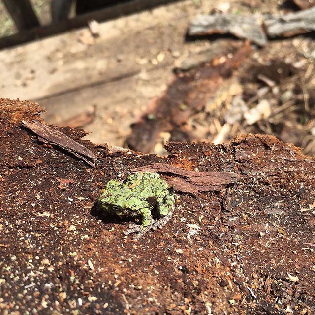 Hey there little mister 
#treefrog #frog #amphibian