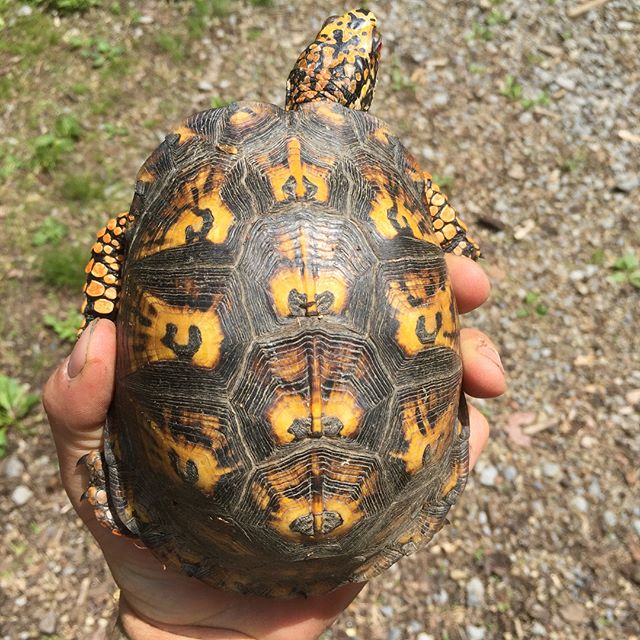 We found a box turtle today. Haven&rsquo;t seen one in years. 
#tuttle #turtle #boxturtle #terrestrialturtle #landturtle #iliketurtles