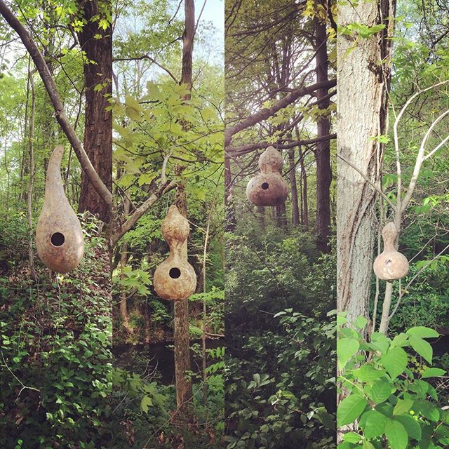 Finally got to hang about 20 of the hundreds of birdhouse gourds coming up the driveway to the farm the other day. One has a nest already. Wren I&rsquo;m assuming. #birdhouse #birdhousegourd #birdhousegourds #squadgourds