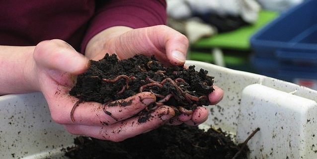 Living with worms; Vermicomposting