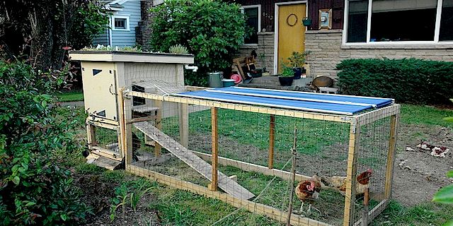 Chickens in the City