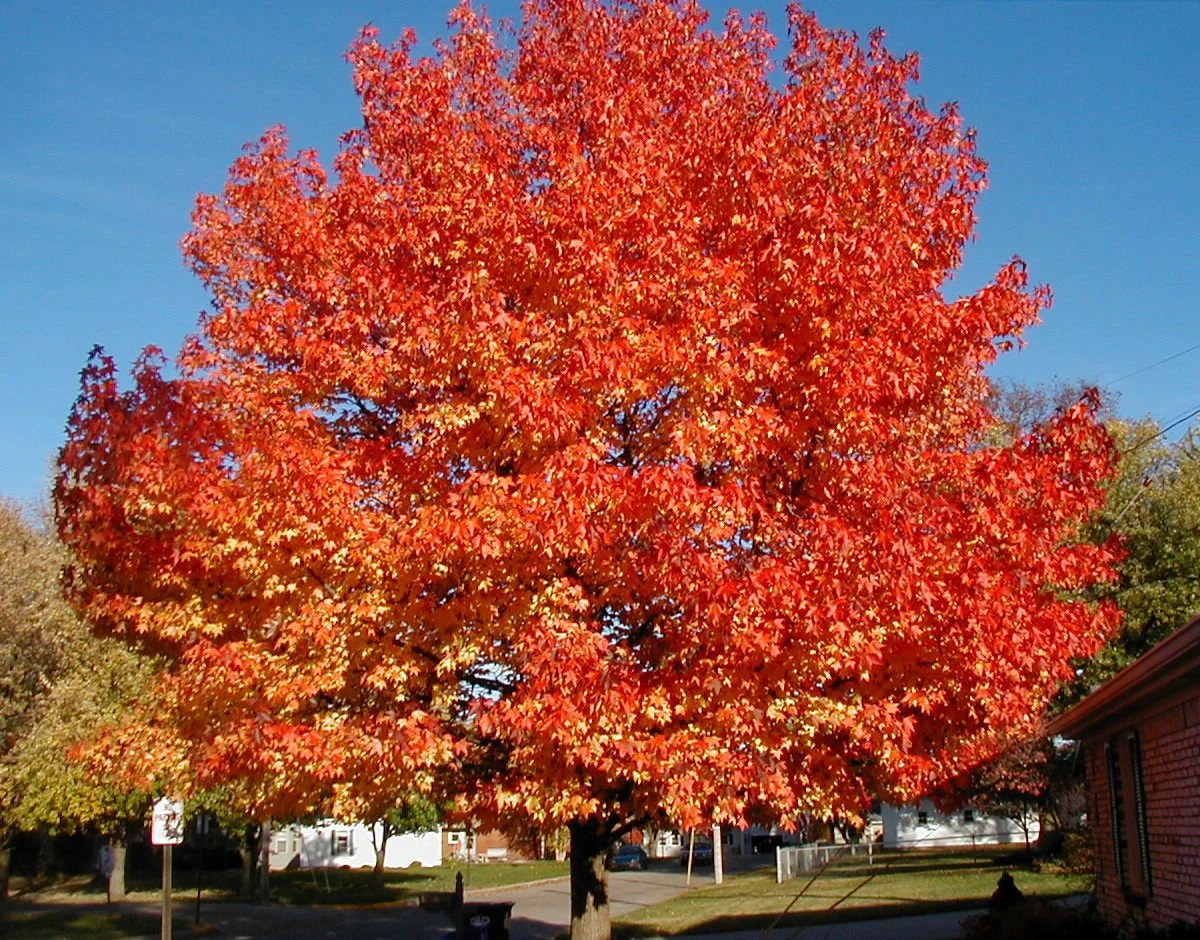 Seed and Nut Gathering Project