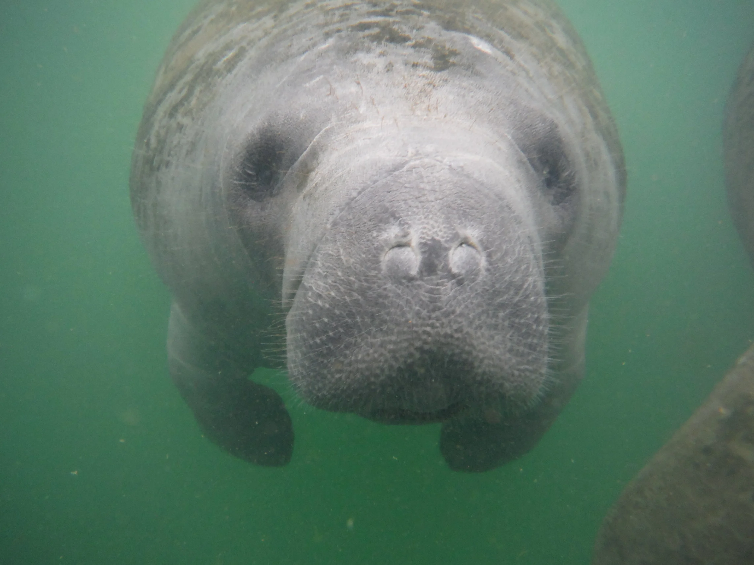 Hoosiers for Manatees