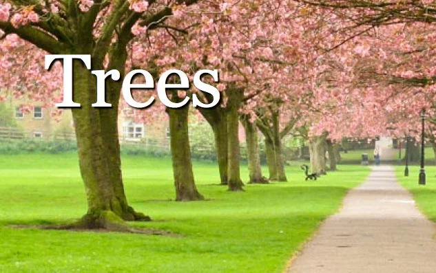 Urban Forests in Indiana 