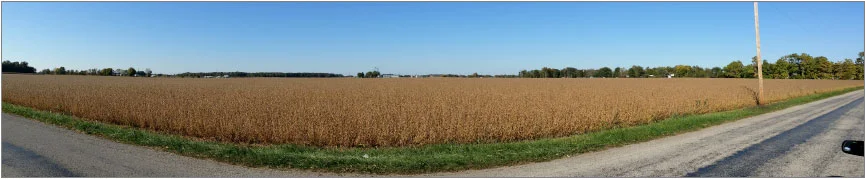 Be a Bee Lover...Your Food Supply Depends on Them 