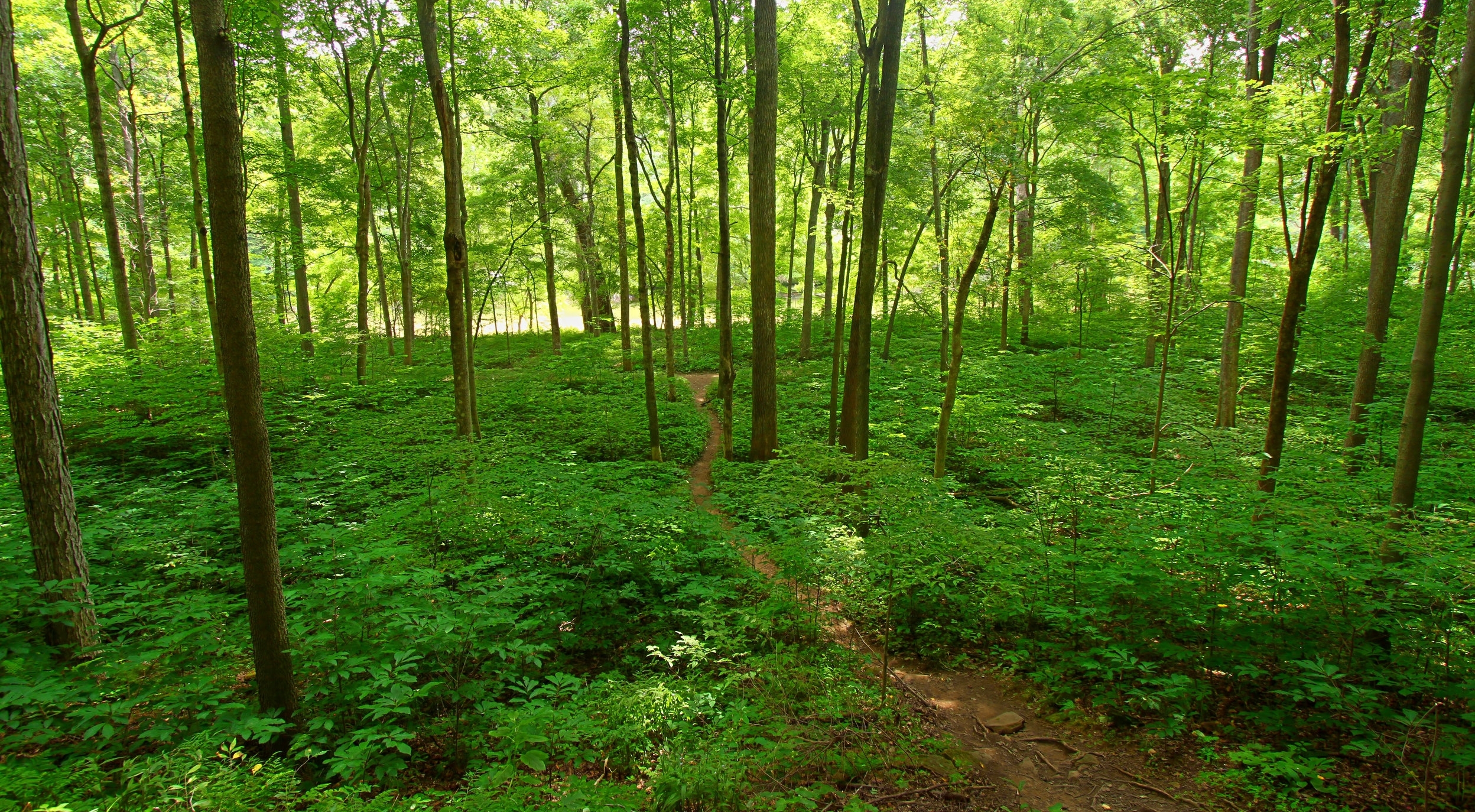 Forest-AdobeStock_101092120.jpeg