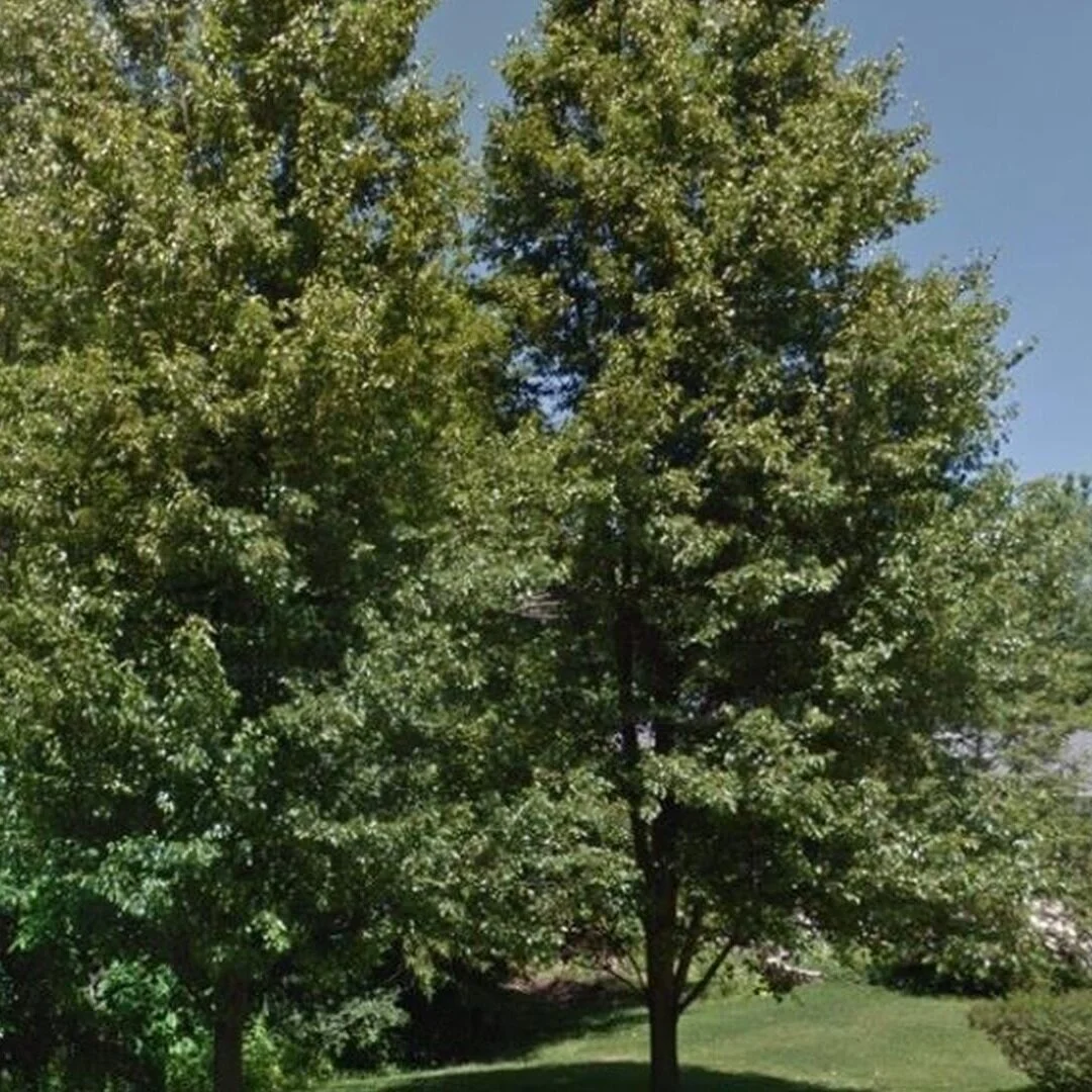 Resilient Pike is awarded Keep Indianapolis Beautiful Grant