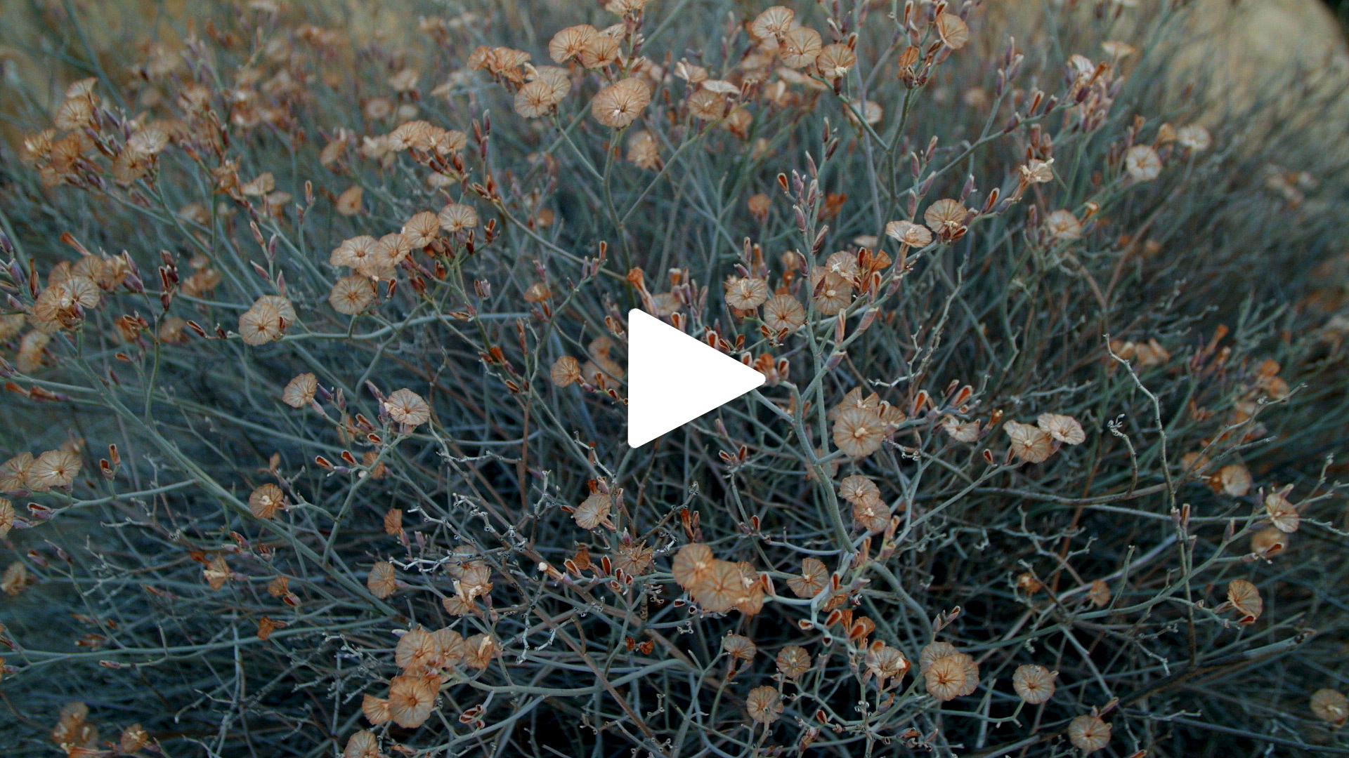 CEDERFLOWER, CEDERBERG, WESTERN CAPE