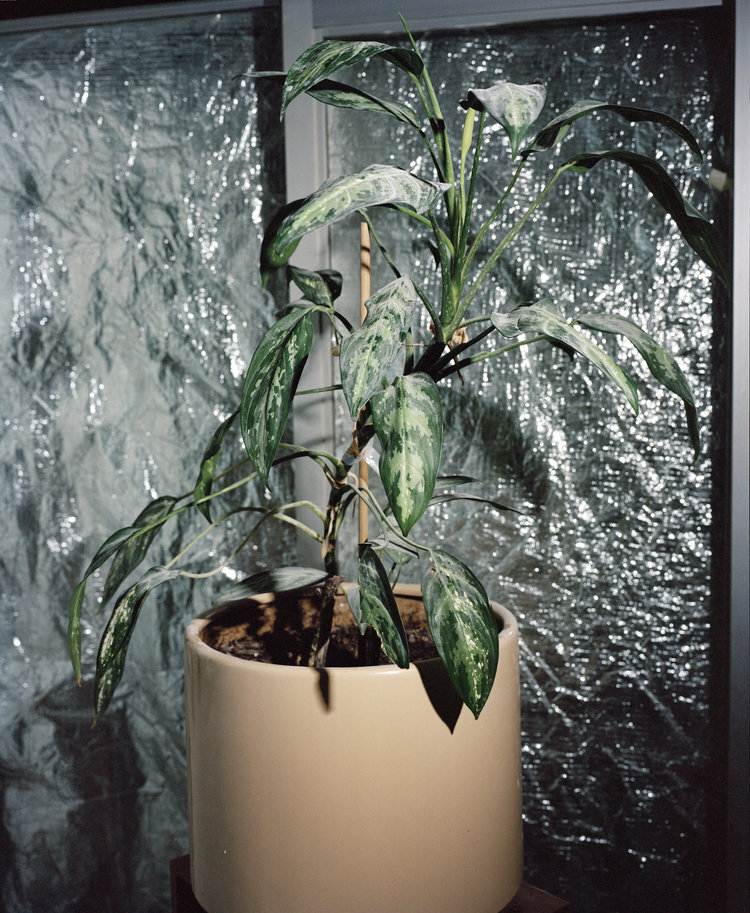 EVA STELLARIS PLANT (FROM "SWART STER OOR DIE KAROO, JAN RABIE 1980), ITHEMBA LABS, CAPE TOWN