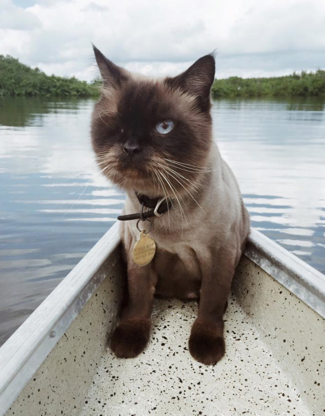 Screen Shot 2018-01-31 at 12.02.10 AM.png