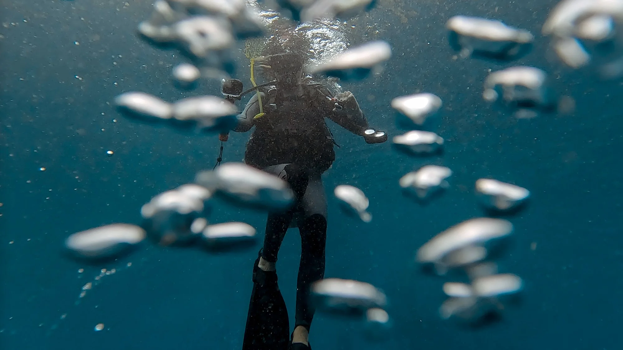 The History of SCUBA Diving in 2 Minutes