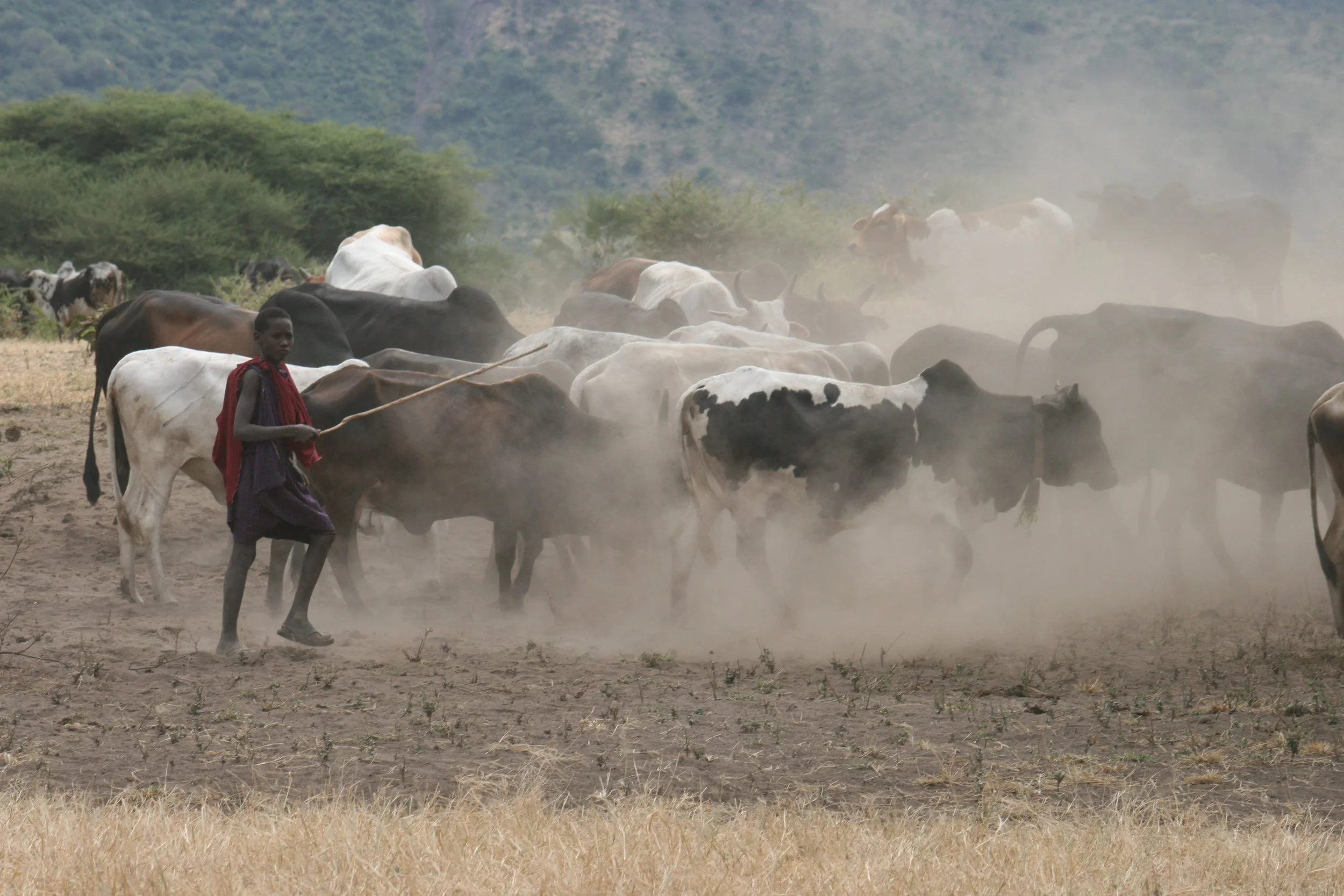 maasai boy herding.JPG
