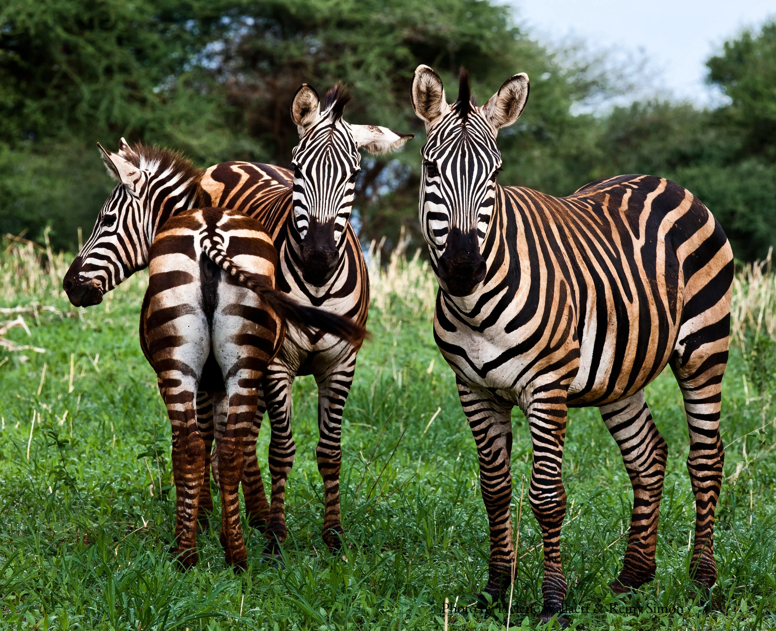 zebras.jpg
