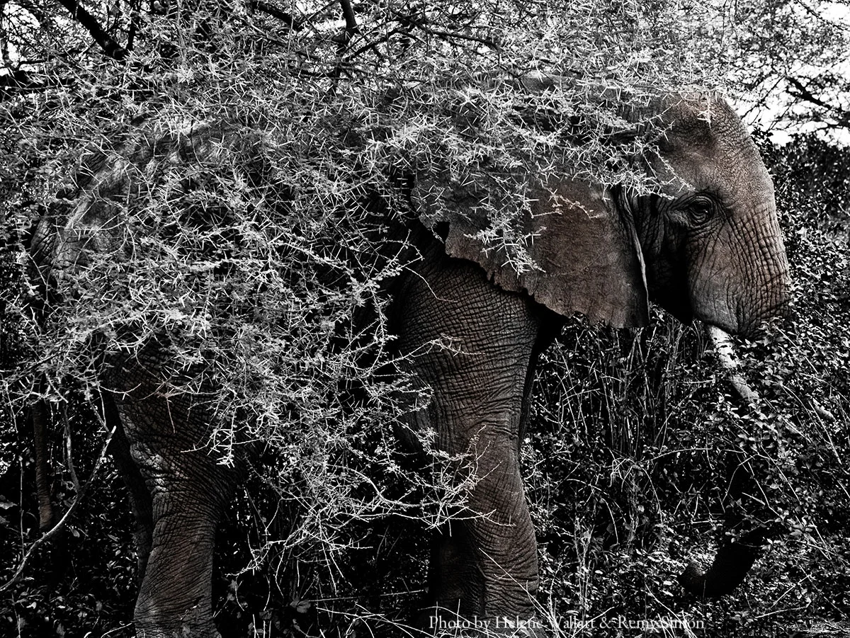 Blending In, by Helene Wallart & Remy Simon