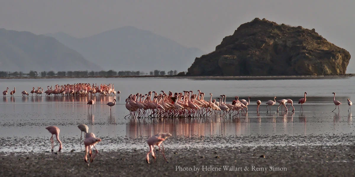 Love Parade, by Helene Wallart & Remy Simon