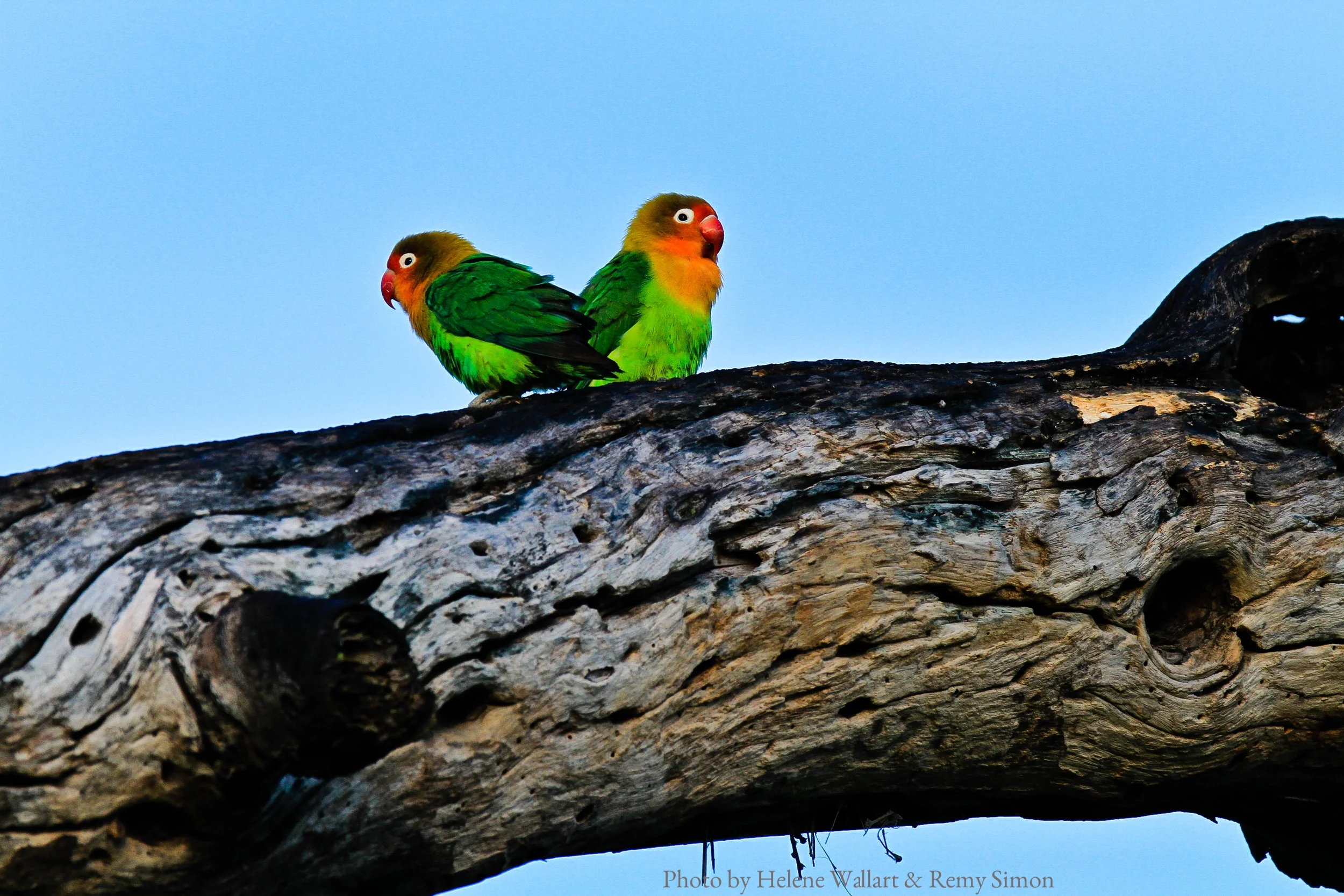 Love birds, by Helene Wallart & Remy Simon
