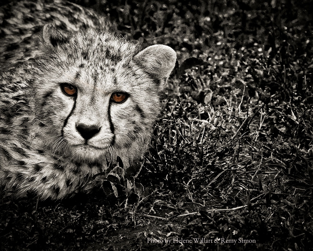 Walk on the Wild Side, by Helene Wallart & Remy Simon