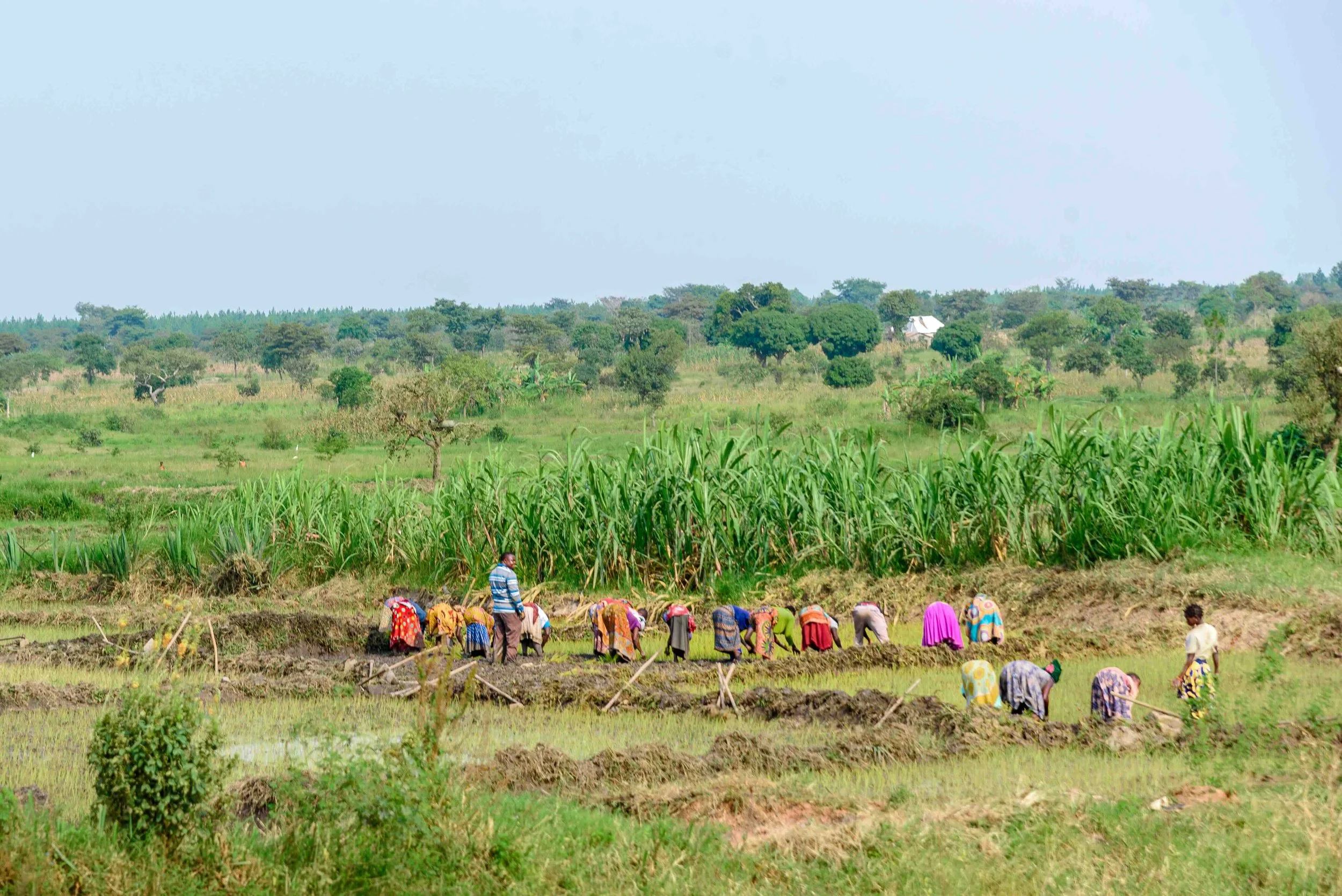 2026.02.25_Villagers farming in cooparate.jpeg
