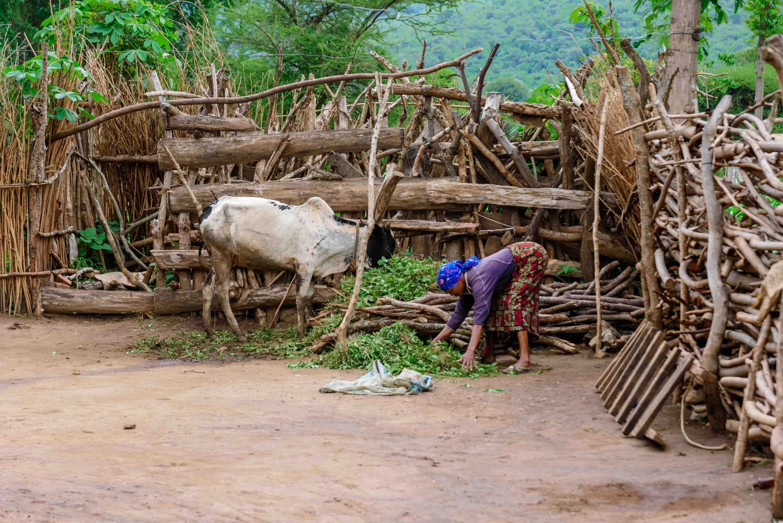 2026.02.21_Cow cheese view.jpeg