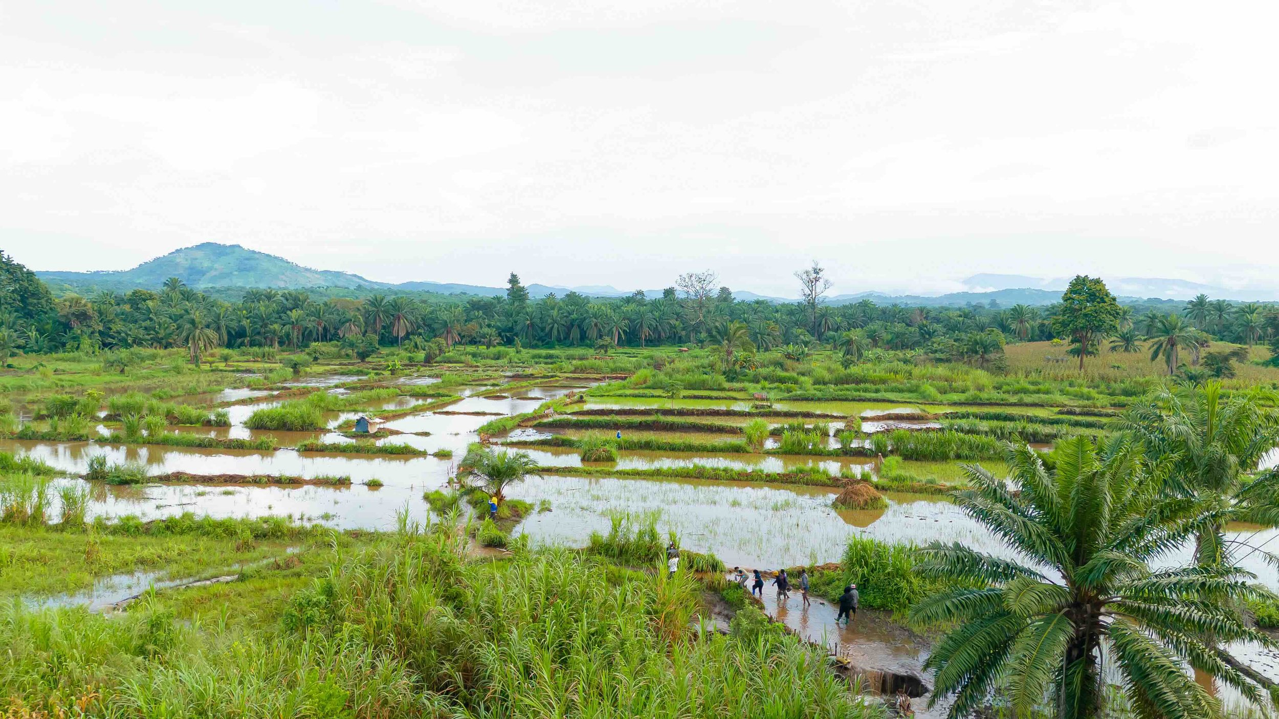 2026.03.01_Water covering the rice fields.jpeg