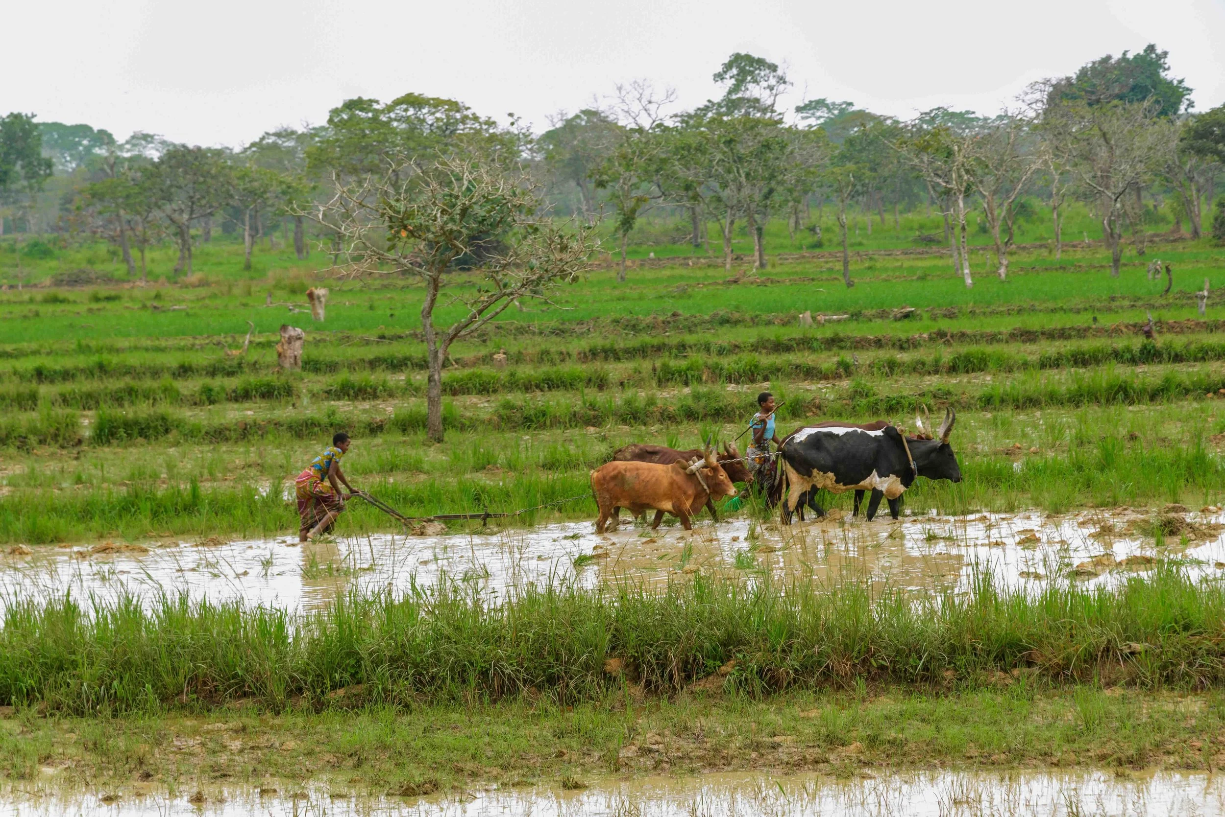 2026.03.02_Girls ploughing with Oxen.jpeg