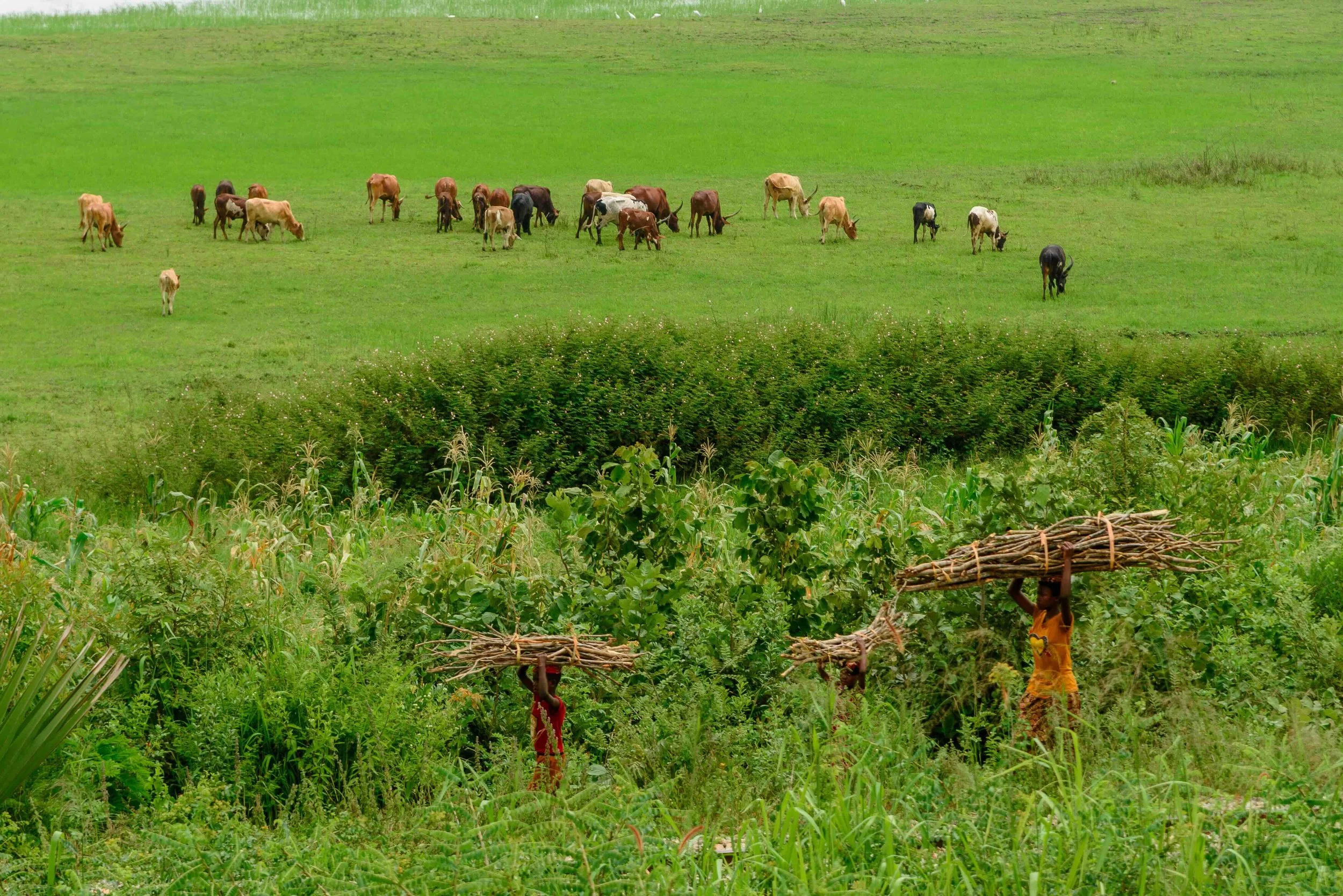 2026.03.02_Herd of cattle grazing and girls walking while carrying firewood on their head.jpeg