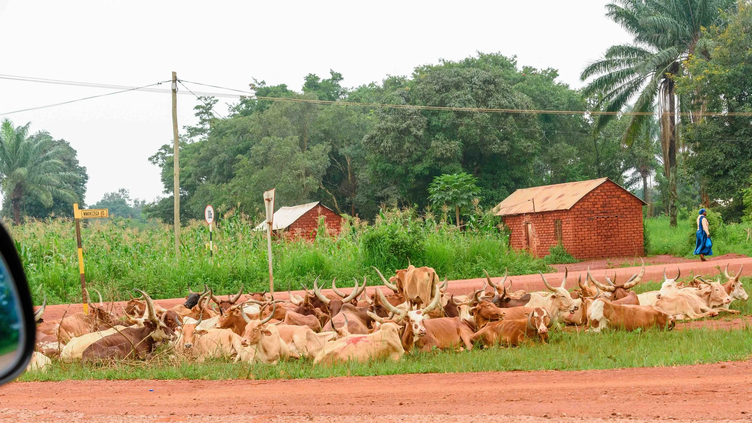 2026.03.02_Herd of cattle sleeping beside the road.jpeg