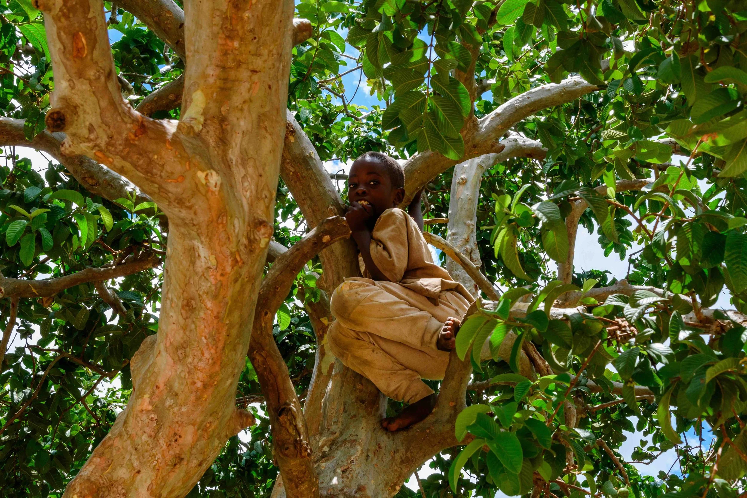 2026.03.03_A boy above the Guava tree eating fruits.jpeg