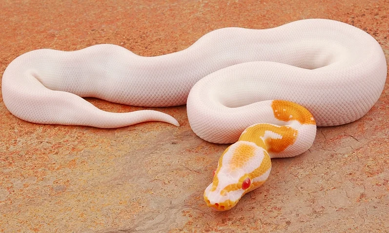 yr2011 Albino Piebald Ball Python PB_775_m.jpg