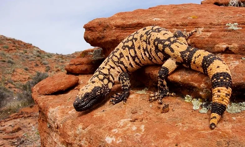 gila monster environment.jpg