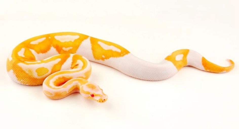 Albino Piebald Ball Pythons Professional Breeders albino-piebald-ball-pythons-professional-breeders