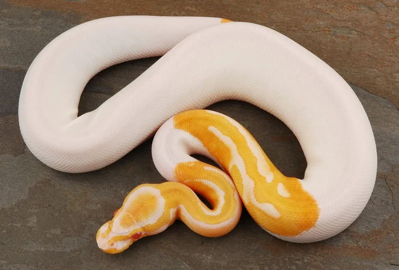 Albino Piebald Ball Pythons — Professional Breeders