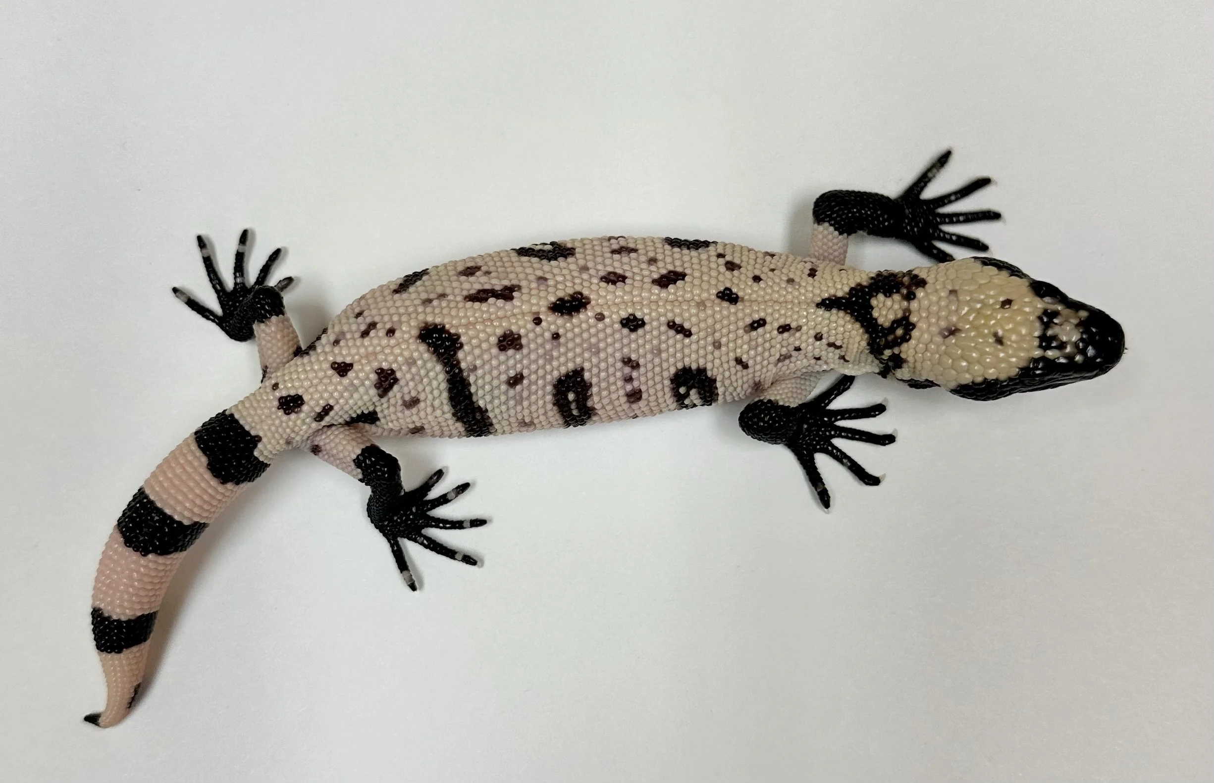 B26_G_2024  $3000.jpg