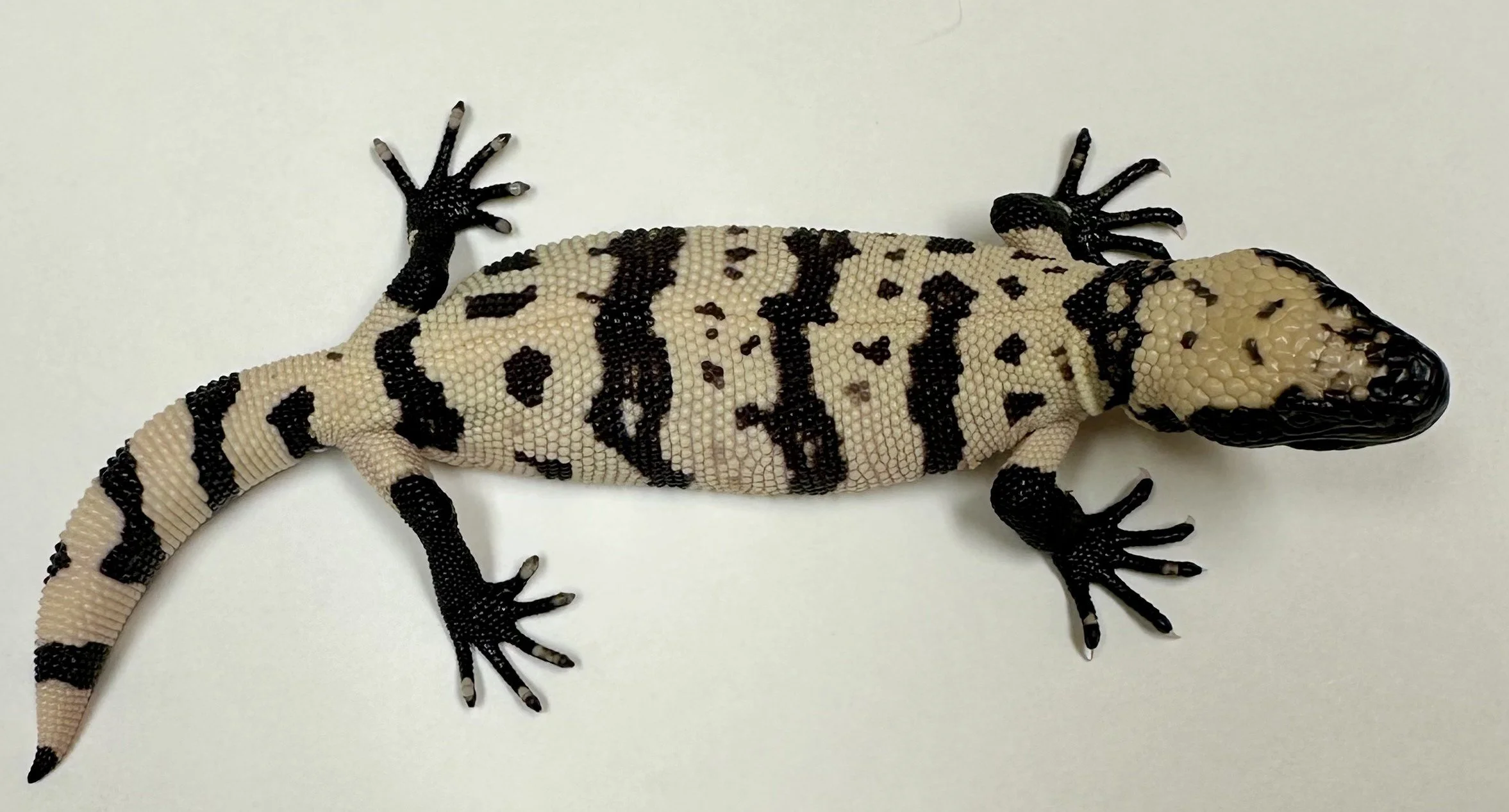 B15_D_2024  $1875.jpg