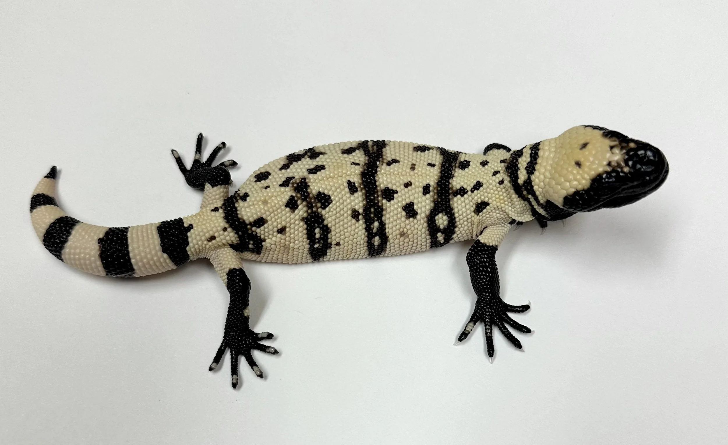 B14_C_2024  $1975.jpg