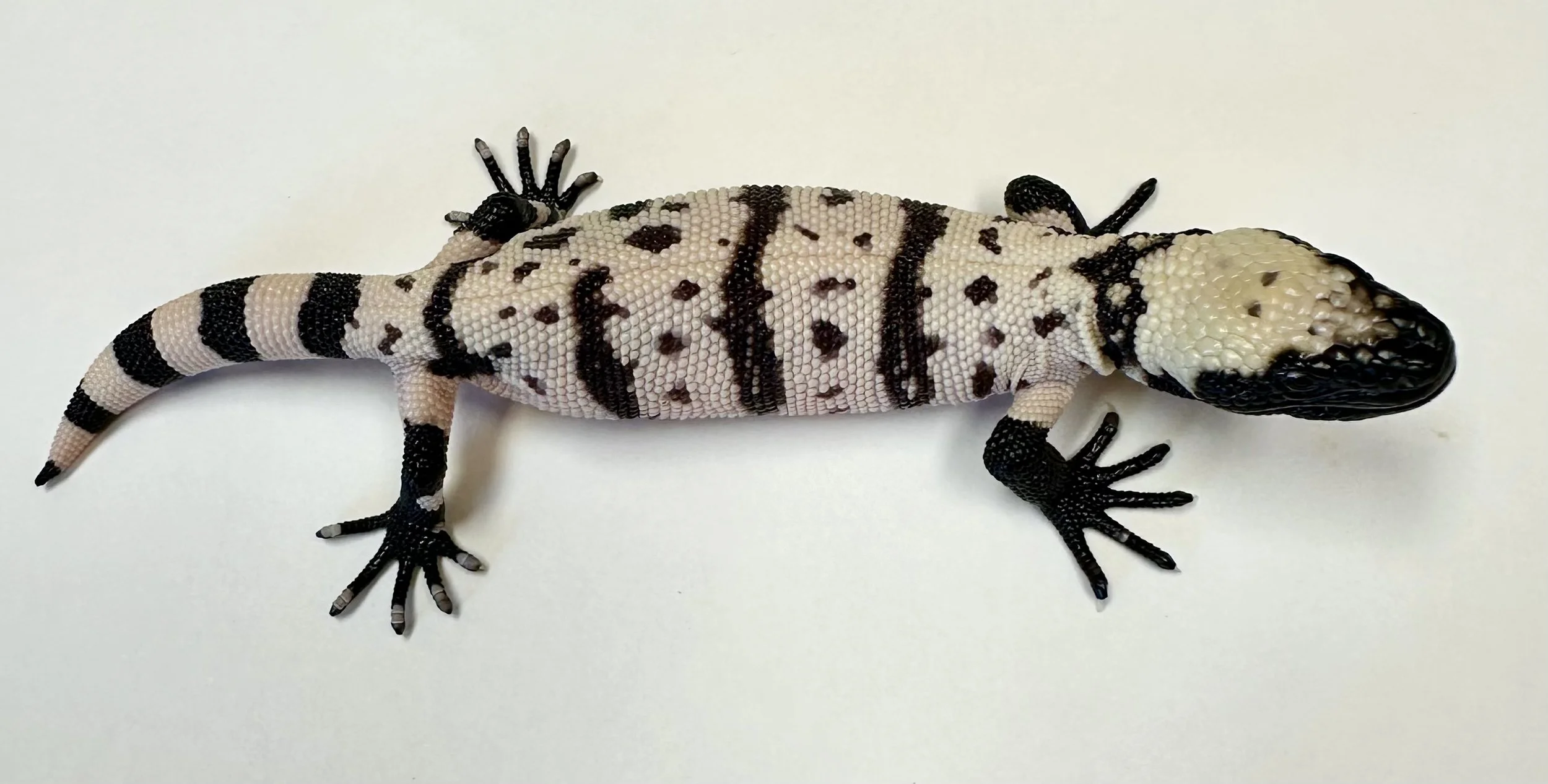 B21_G_2025 $2250.jpg