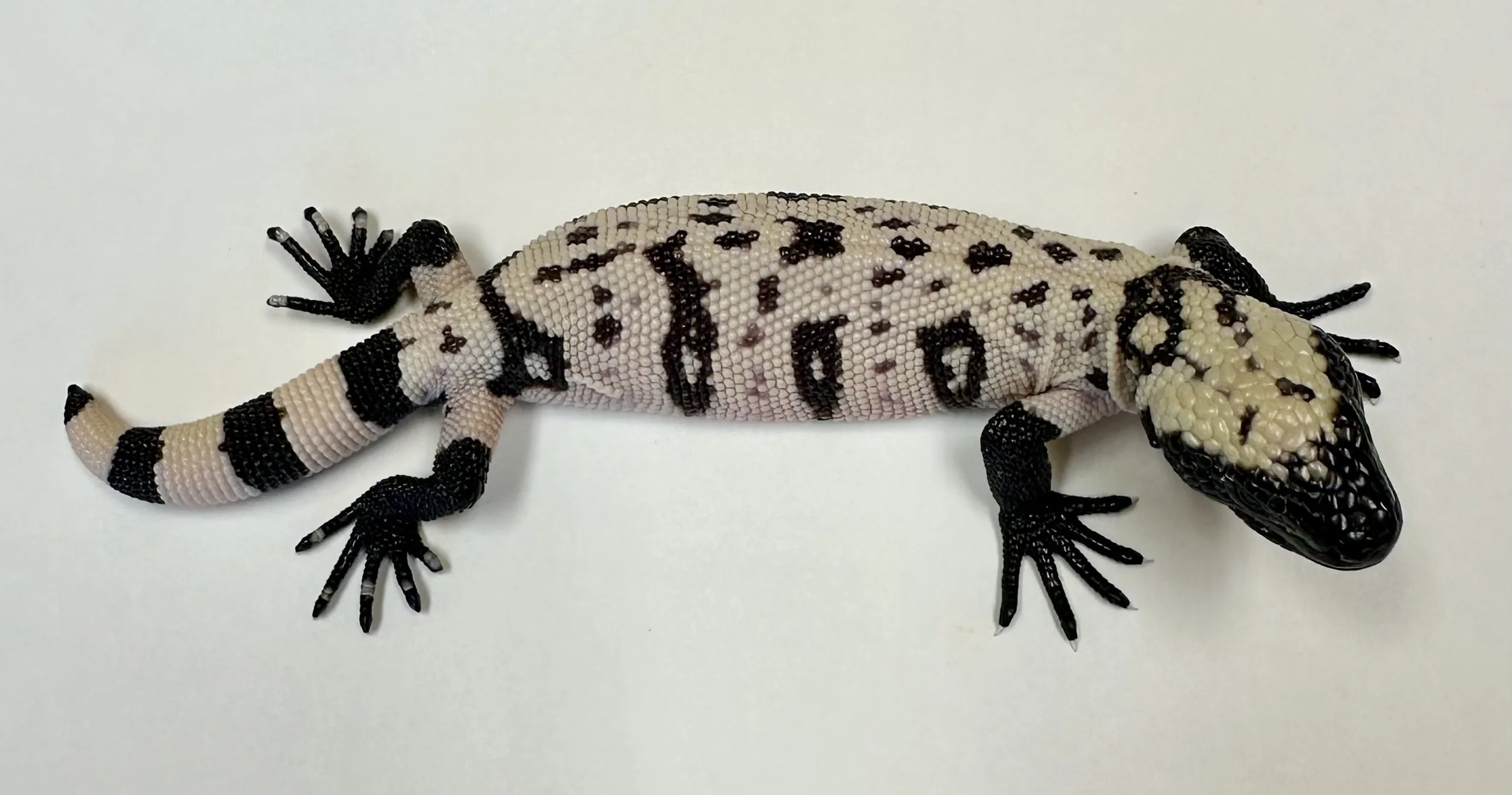 B24_H_2025 $3000.jpg