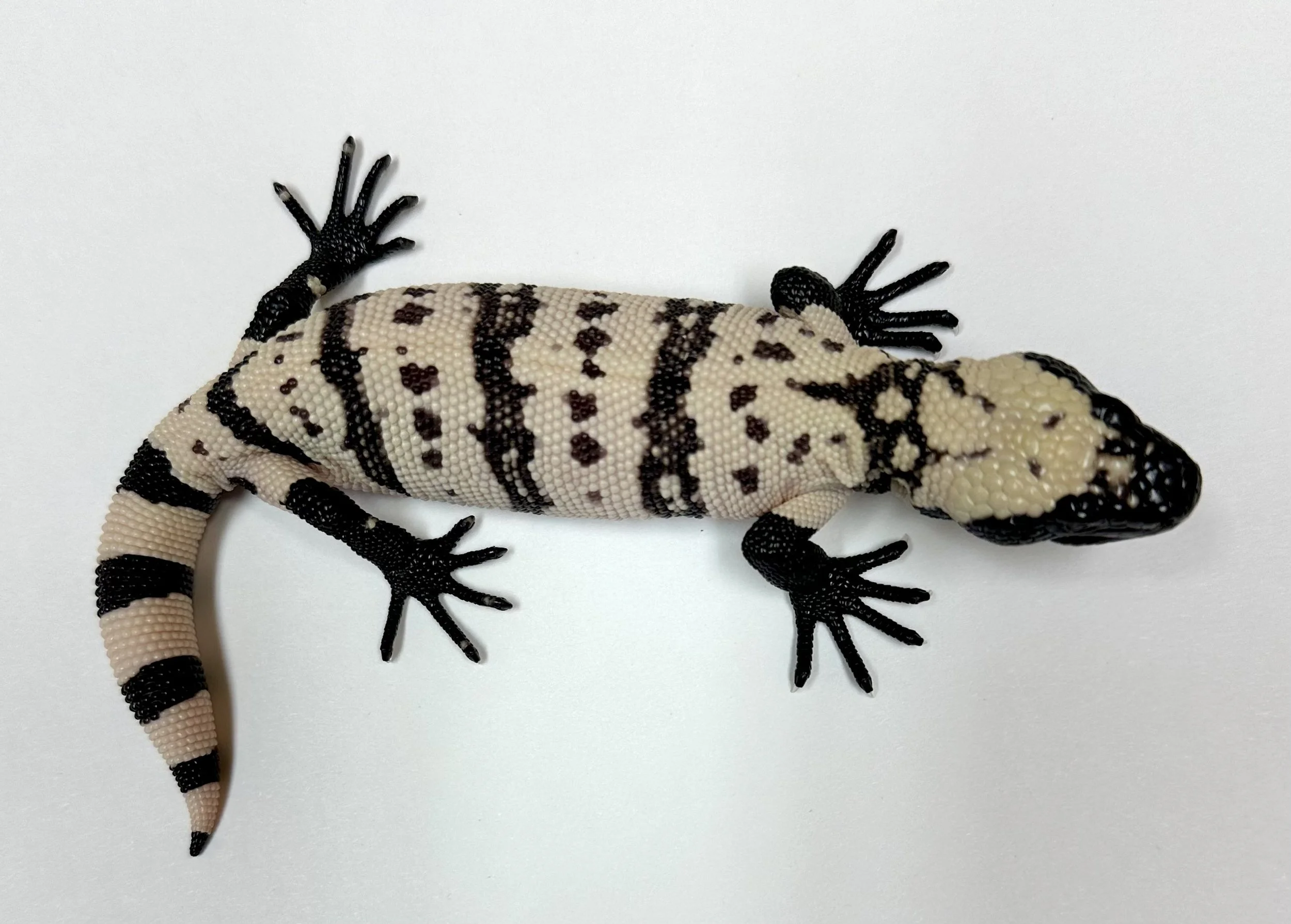 B28_H_2024  $2075.jpg