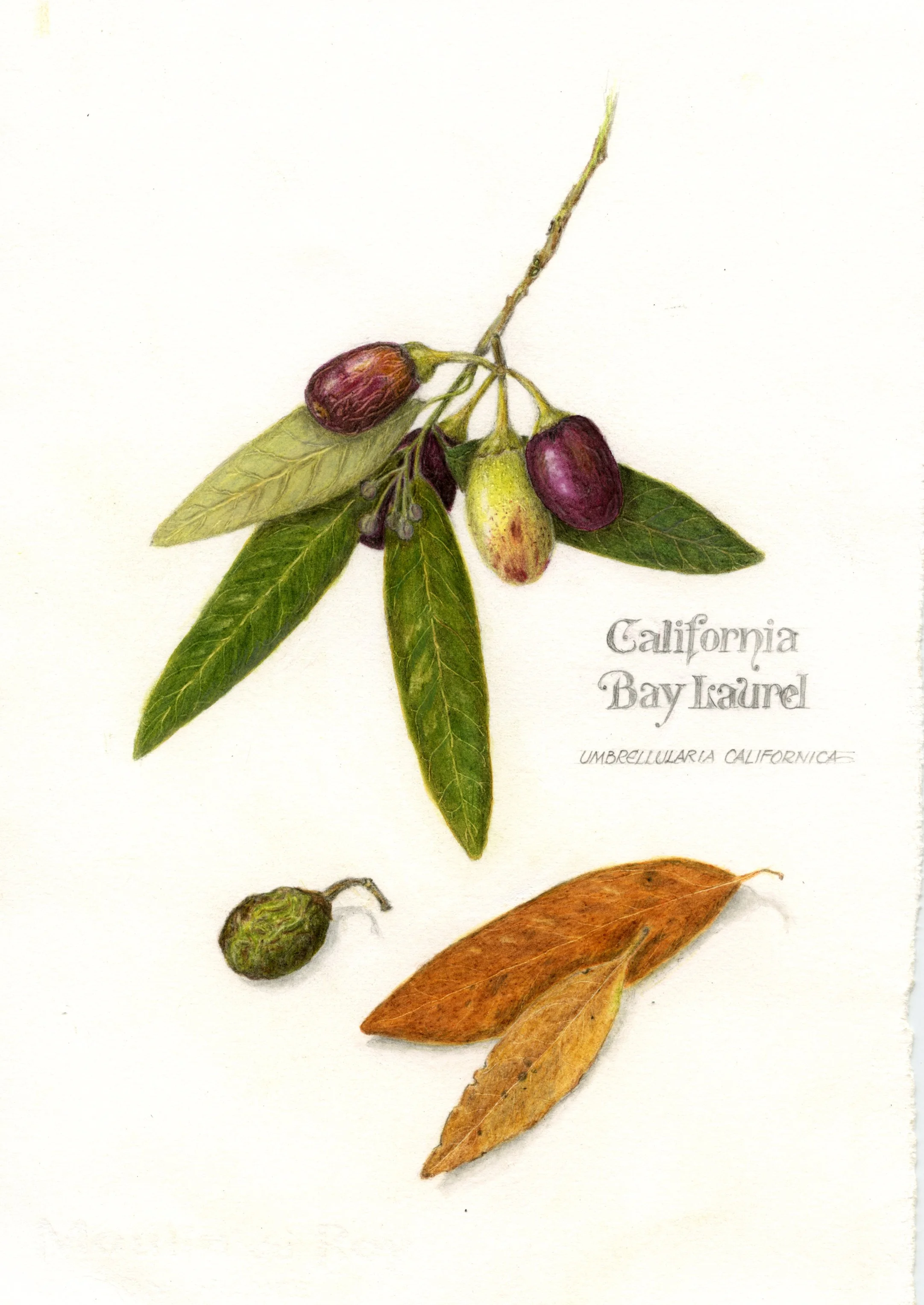 California Bay Laurel.jpg
