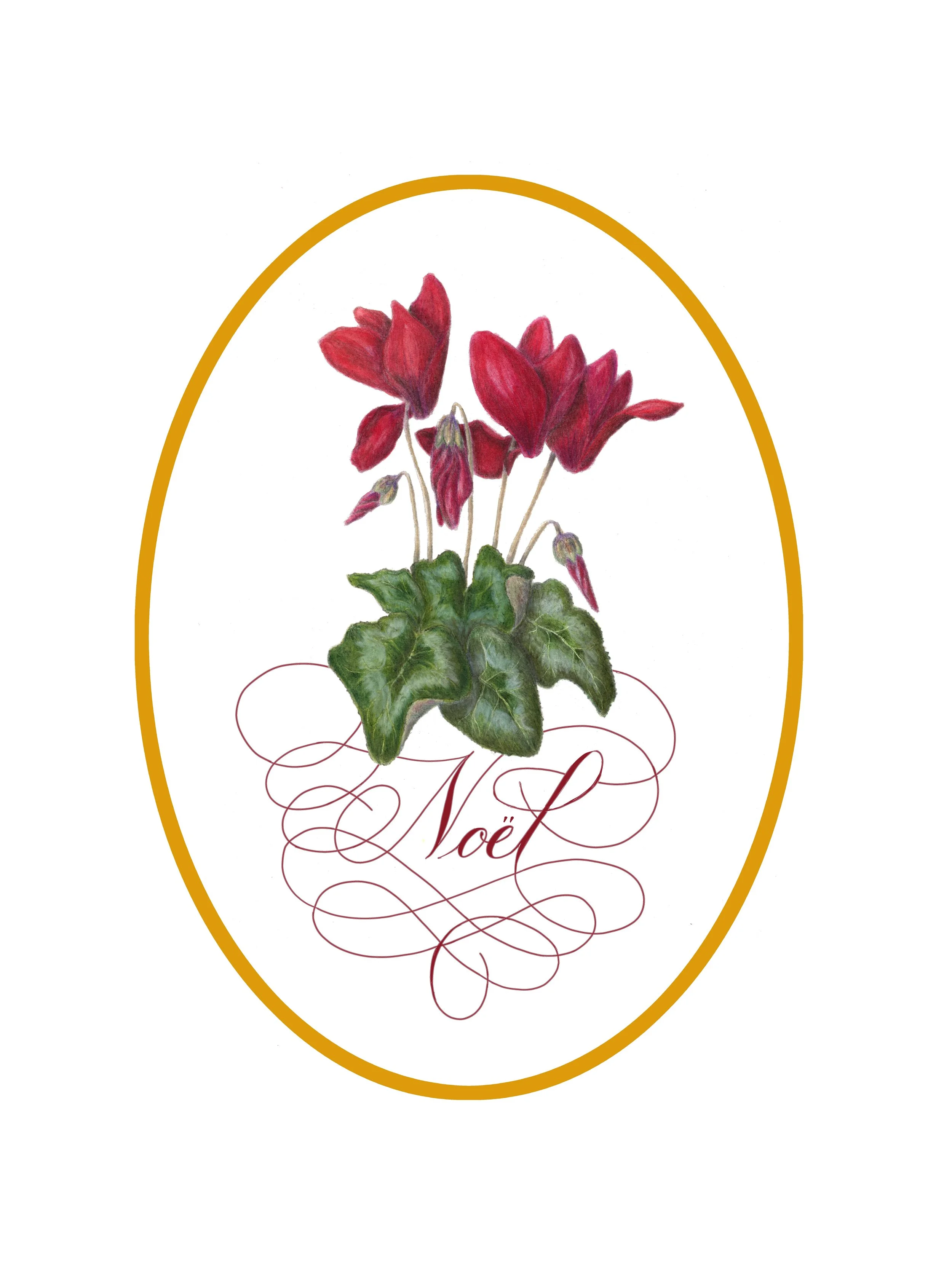 Cyclamen2a.jpg