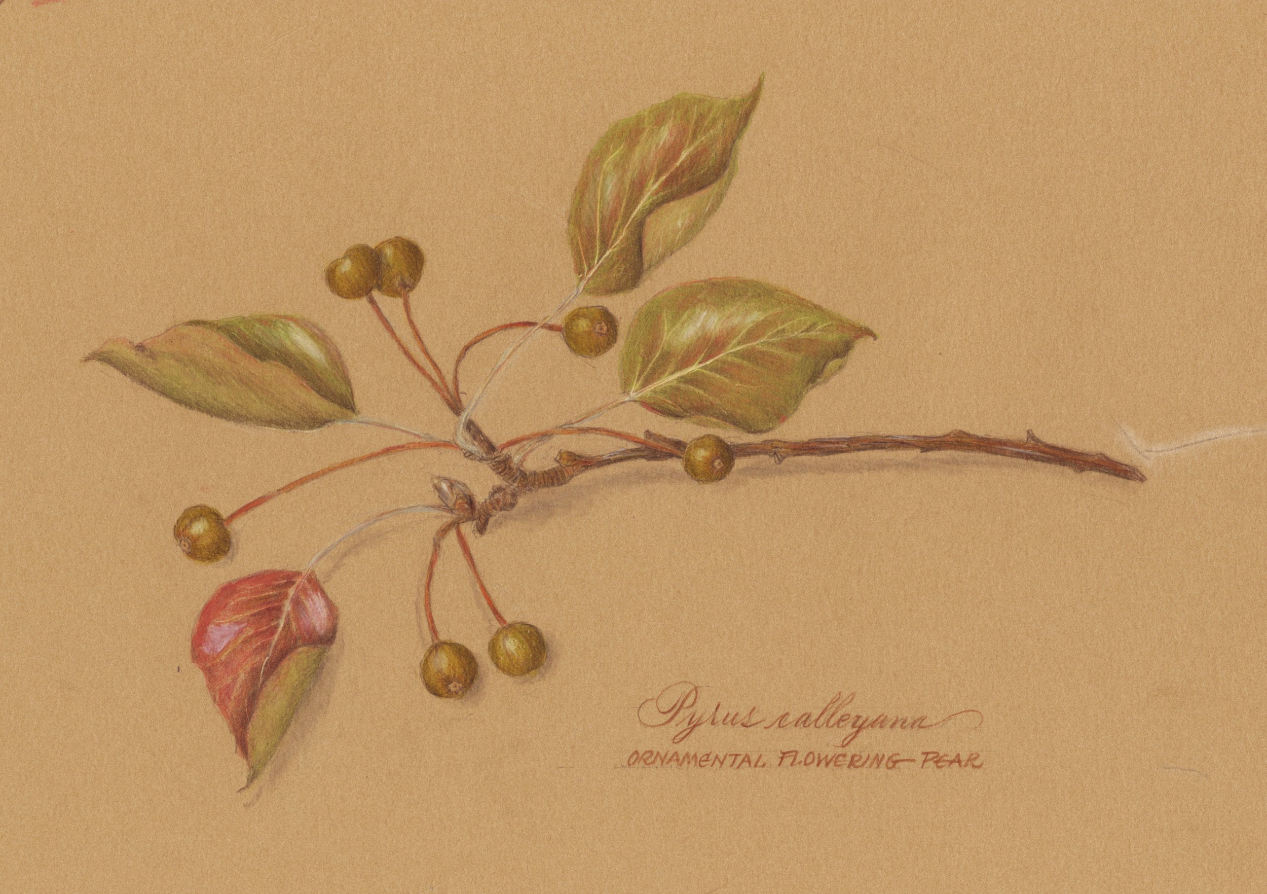 Pear branch copy 3.jpg