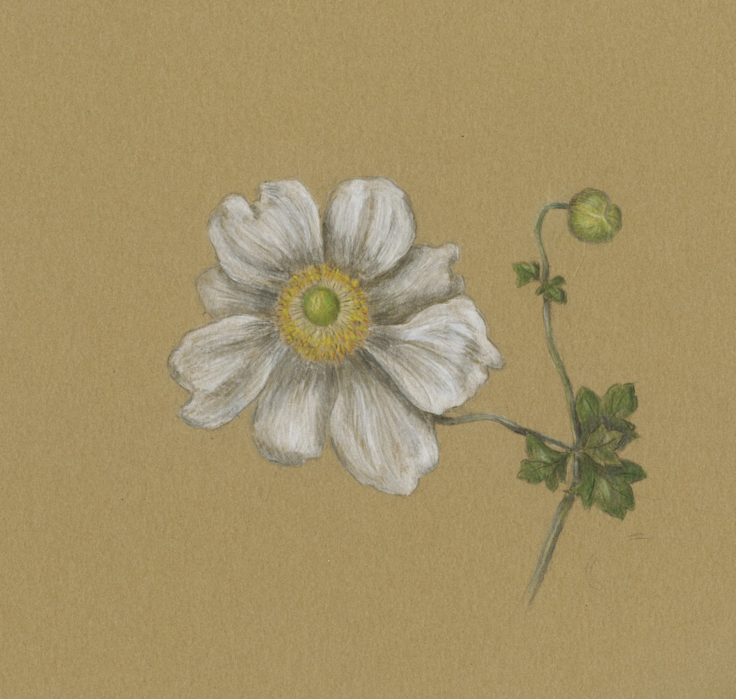 Anemone on Kraft 1.jpeg
