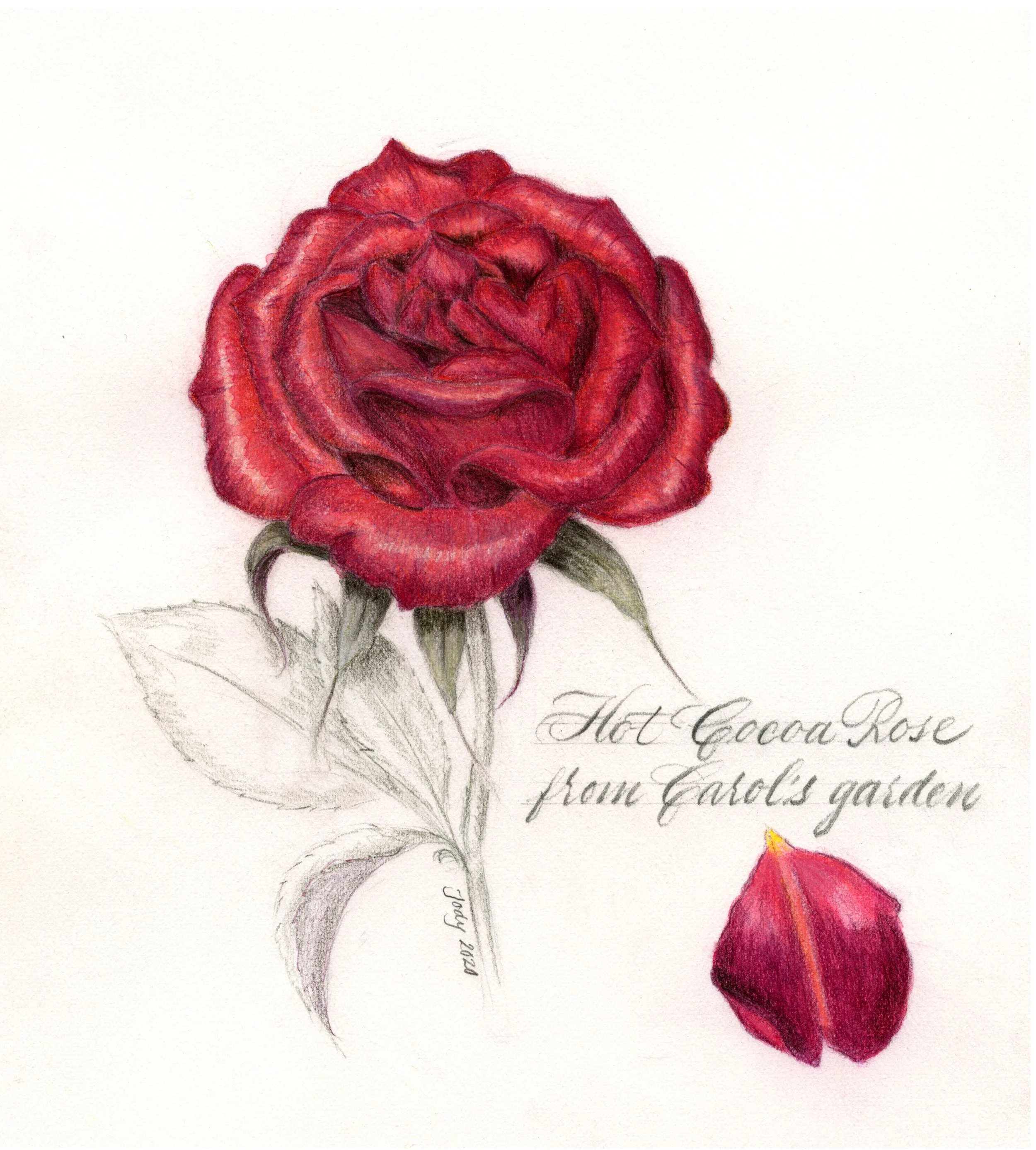 HotCocoaRose copy.jpg