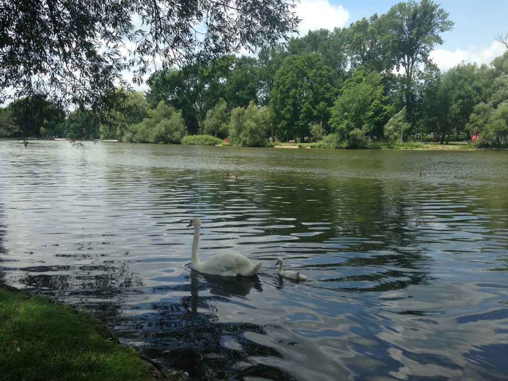 The Swans Made an Appearance for Our Stratford Adventure!