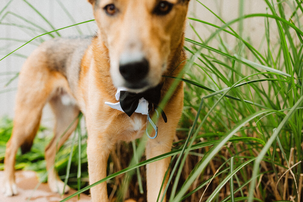 annalise-jeremy-backyard-socially-distant-wedding-2020-052.jpg