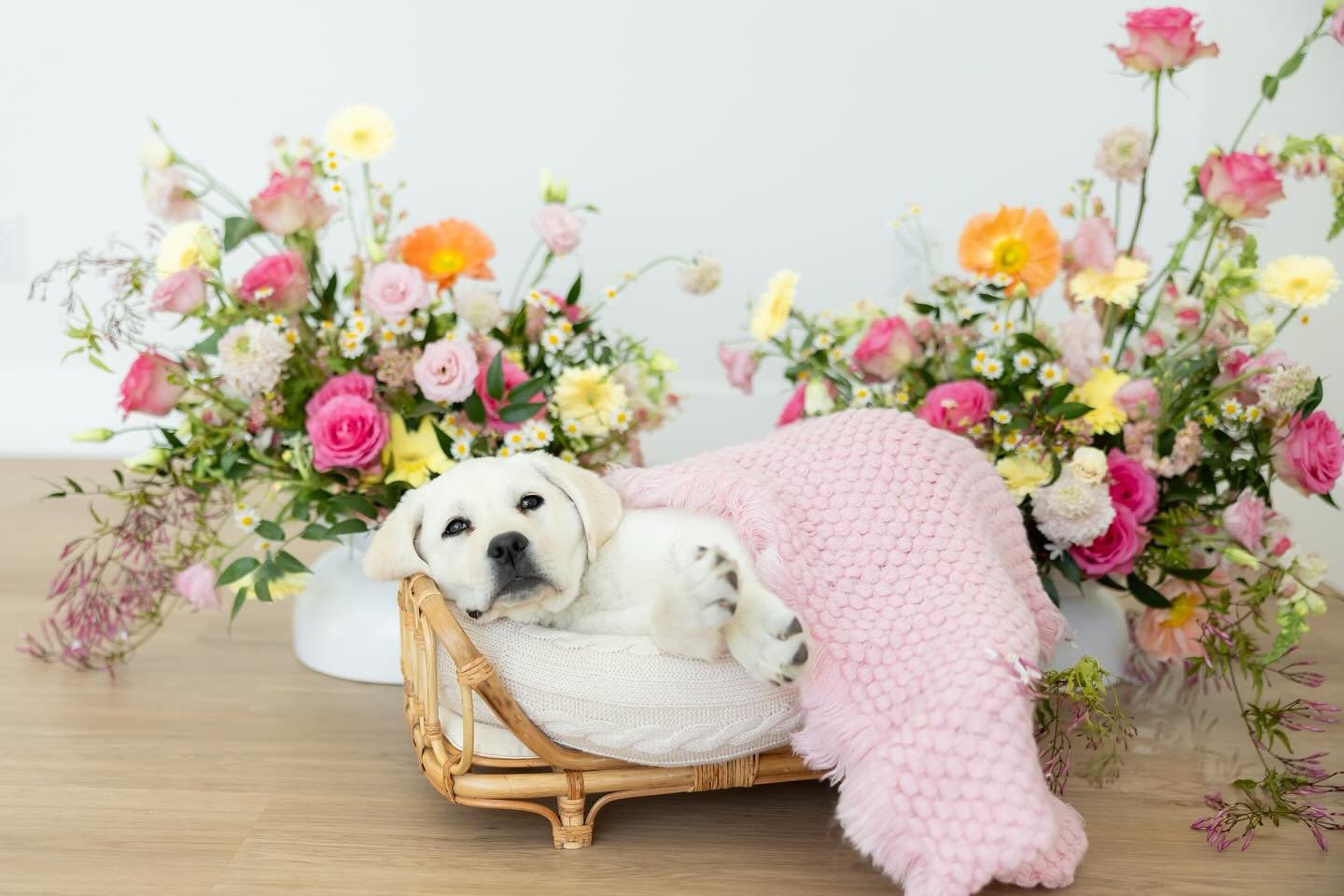 If you need us, we&rsquo;ll be under a pink blanket ignoring the rain and pretending flower prep does itself. Ruth has the right idea ☁️🌸💤

.
.
Photographer and puppy mama | @sailorbreez.photo.and.film 

#puppiesandflowers #yellowlab #pinkandyellow