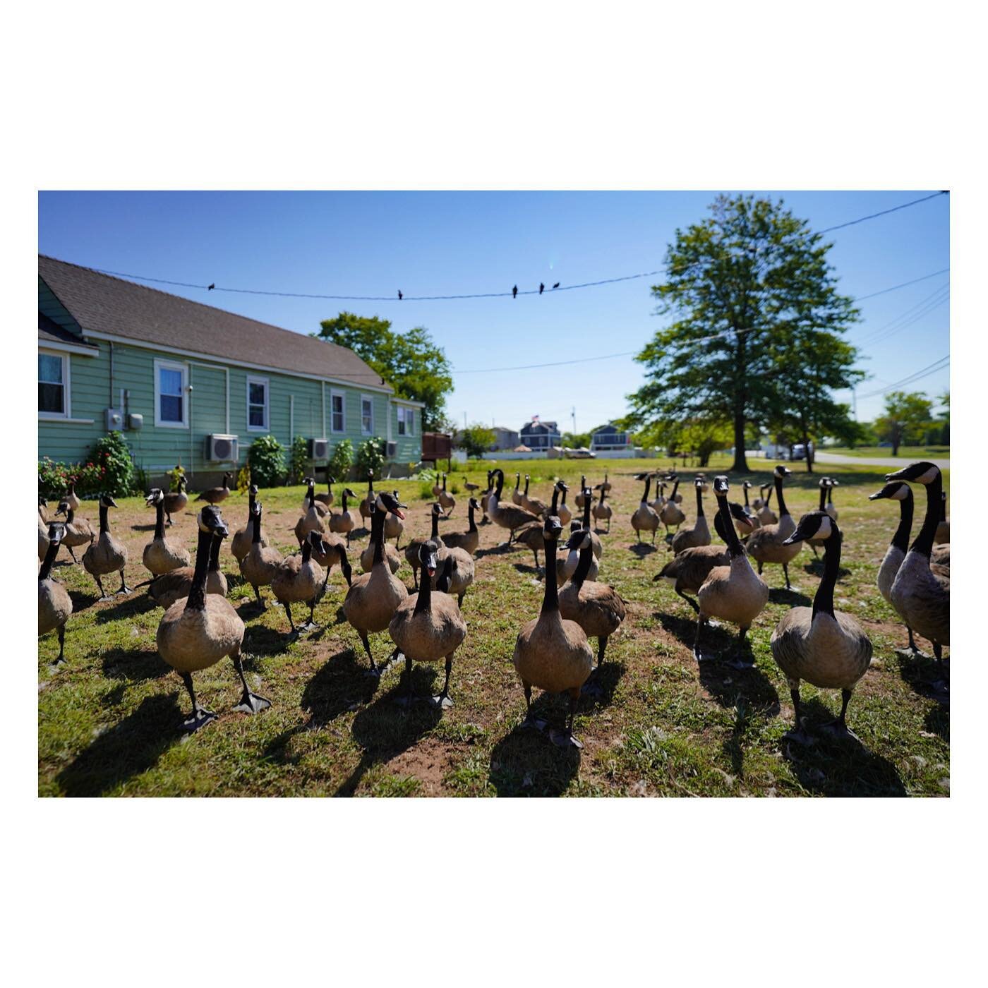 The perils of location scouting #statenisland #geese #geeseofinstagram #locationscouting🎥